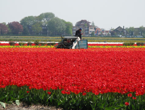 Tulip Harvesting in the Netherlands